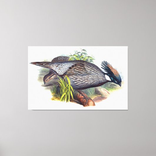 Vintag Koklass Pheasant Bird Leinwanddruck (Vorderseite)