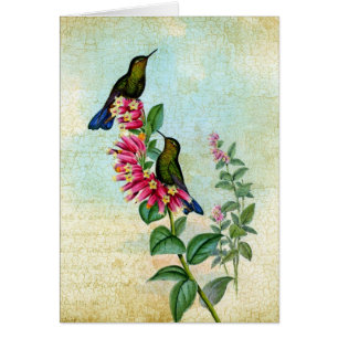 Vintag Kolibris, Gute Besserung