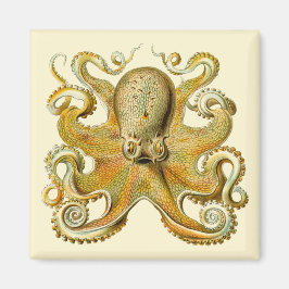 Vintag Kraken, Octopus Gamochonia, Ernst Haeckel Magnet