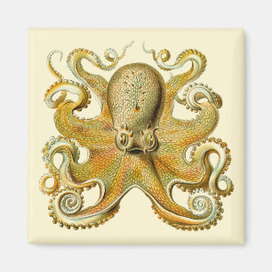 Vintag Kraken, Octopus Gamochonia, Ernst Haeckel Magnet