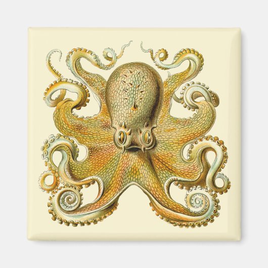 Vintag Kraken, Octopus Gamochonia, Ernst Haeckel Magnet (Vorne)