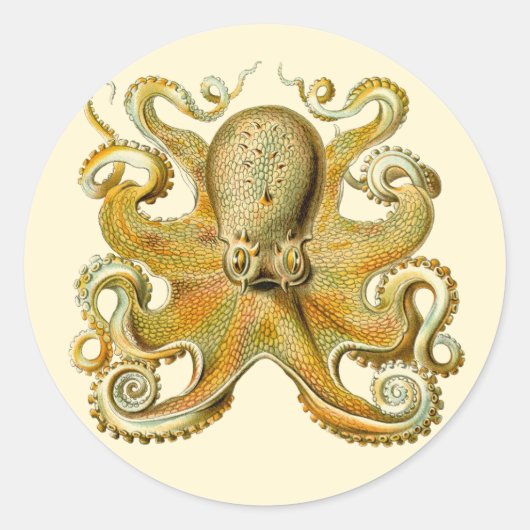 Vintag Kraken, Octopus Gamochonia, Ernst Haeckel Runder Aufkleber (Vorderseite)