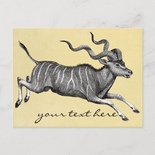 Vintag Kudu Postcard Postkarte (Vorderseite)