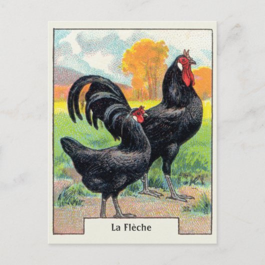 Vintag La Fleche Chicken Postkarte (Vorderseite)