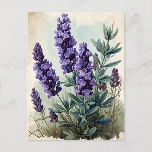 Vintag Lavendel Postkarte