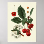 Vintag-lehrbotanisch Poster (Vorne)