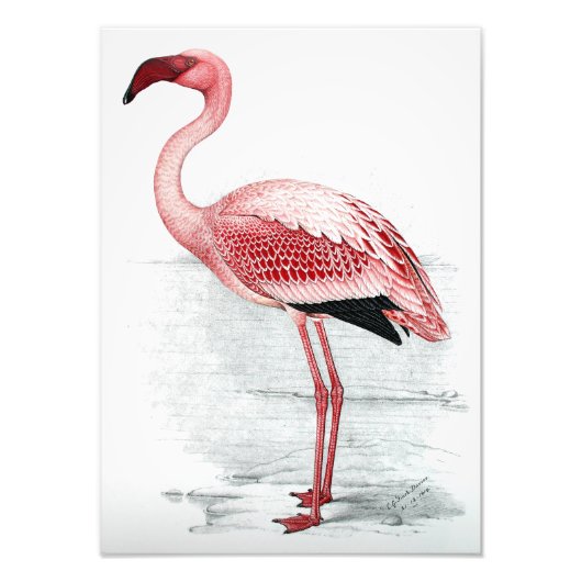 Vintag Lesser Flamingo Claude Gibney Finch Davies Fotodruck (Vorne)