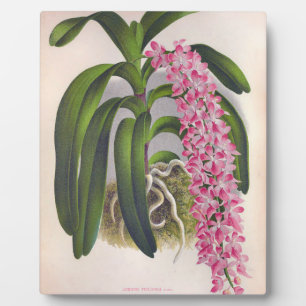 Vintag Lilac Orchid Aerides Fieldingi Lindenia Fotoplatte