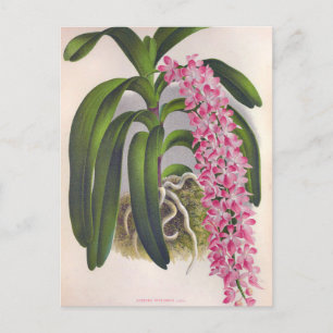 Vintag Lilac Orchid Aerides Fieldingi Lindenia Postkarte