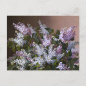 Vintag Lilacs Postkarte (Vorderseite)
