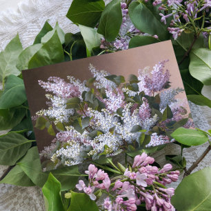 Vintag Lilacs Postkarte