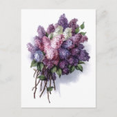 Vintag Lilacs Postkarte (Vorderseite)