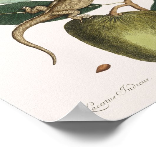 Vintag Lizard Illustration Poster (Ecke)