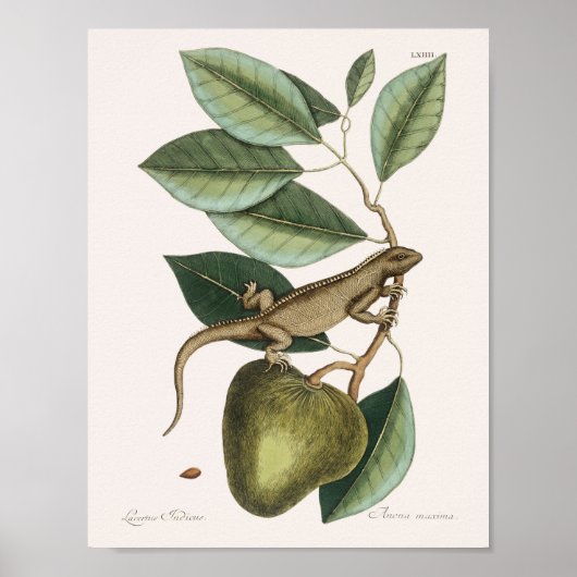 Vintag Lizard Illustration Poster (Vorne)