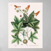 Vintag Lizard Illustration Poster (Vorne)