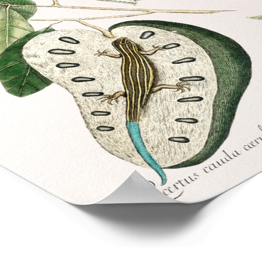 Vintag Lizard Illustration Poster (Ecke)