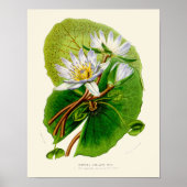 Vintag Lotus Botanic Print Poster (Vorne)
