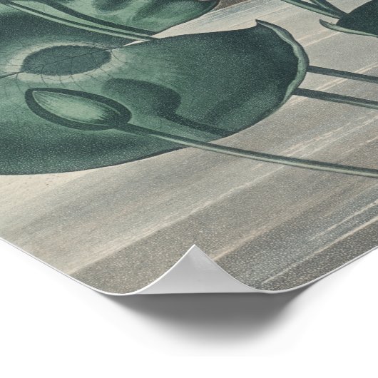 Vintag Lotus Poster (Ecke)