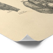 Vintag Lung Heart Anatomy 1880 Print Poster (Ecke)