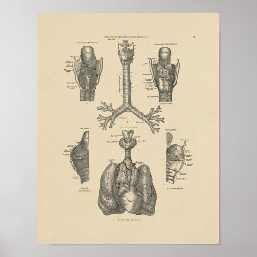 Vintag Lung Heart Anatomy 1880 Print Poster (Vorne)