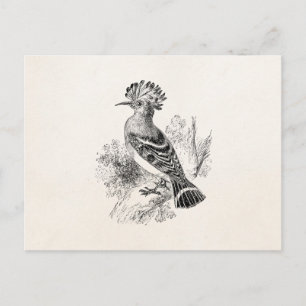 Vintag Madagaskar Hoopoe Bird Personalisierte Vöge Postkarte