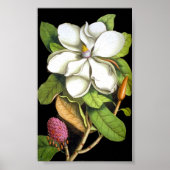 Vintag Magnolia Botanical Poster (Vorne)