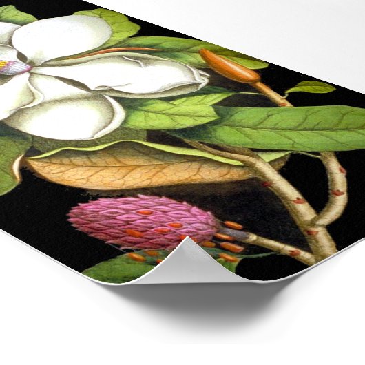 Vintag Magnolia Botanical Poster (Ecke)