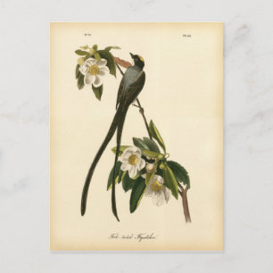 Vintag Magnolia Floral Bird Flycatcher Postkarte