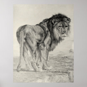 Vintag Majestic Lion Poster