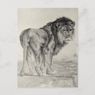 Vintag Majestic Lion Postkarte