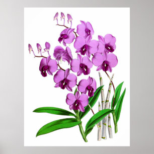 Vintag Mauve Lila Agenta Orchid Blume Poster