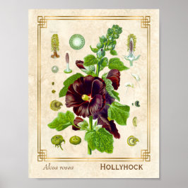 Vintag Medicinal Pflanze Lila Hollyhock Blume Poster