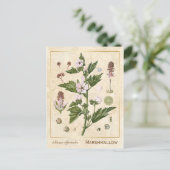 Vintag Medicinal Pflanze Marshmallow Botanical Postkarte (Stehend Vorderseite)