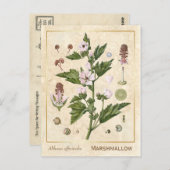 Vintag Medicinal Pflanze Marshmallow Botanical Postkarte (Vorne/Hinten)
