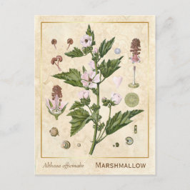 Vintag Medicinal Pflanze Marshmallow Botanical Postkarte