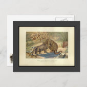 Vintag Megalosaurus VS Iguanodon Postcard Postkarte (Vorne/Hinten)