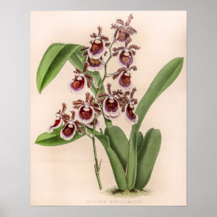Vintag Miltonia Orchid Blume Poster