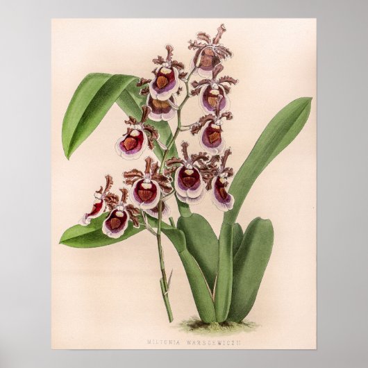 Vintag Miltonia Orchid Blume Poster (Vorne)