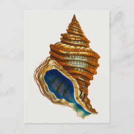 Vintag Mollusk-Muschel von George Shaw Postkarte