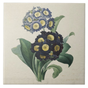 Vintag Moody Blue Auricula Primroses Fliese