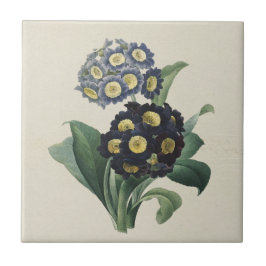 Vintag Moody Blue Auricula Primroses Fliese