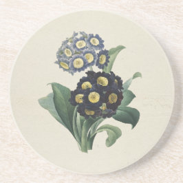 Vintag Moody Blue Auricula Primroses Getränkeuntersetzer