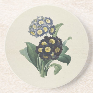 Vintag Moody Blue Auricula Primroses Getränkeuntersetzer