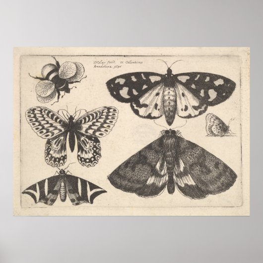 Vintag Moth Butterfly Insekt Art Print (65) Poster (Vorne)