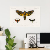 Vintag Moth Illustration Poster (Heimbüro)