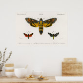 Vintag Moth Illustration Poster (Küche)