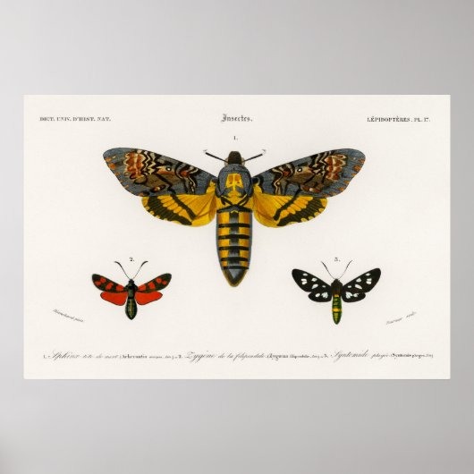 Vintag Moth Illustration Poster (Vorne)