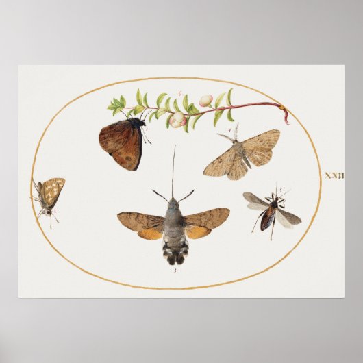 Vintag Moth Illustration Poster (Vorne)