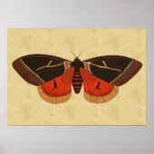 Vintag Moth Poster (Vorne)