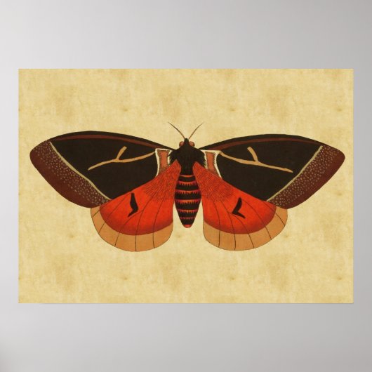 Vintag Moth Poster (Vorne)
